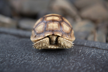 baby turtle hidden face on the floor with blurred background.