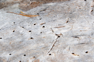 texture of old dry tree trunk