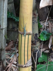 Lézard sur bambou