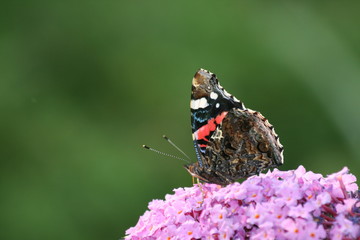 Schnetterlin auf lila Flieder