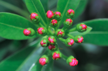 Close-up bouquet of flowers that start to bloom/ selective focus