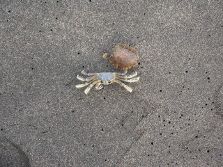 Crabe jaune sur le sable noir