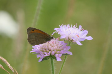 schmetterling