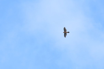 raptor