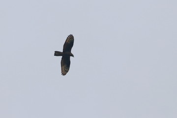 honey buzzard