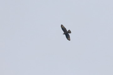 honey buzzard
