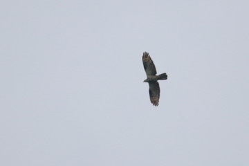 honey buzzard