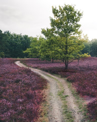 Fototapeta na wymiar Hiking path into a purple flower paradise in Germany