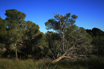 PINUS HALEPENSIS UNDER THE BLUE SKY