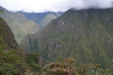 南米　自然　風景　森