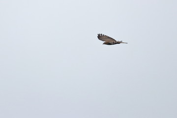 honey buzzard