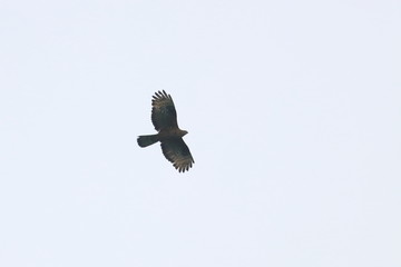 honey buzzard