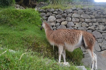 ラマ　マチュピチュ