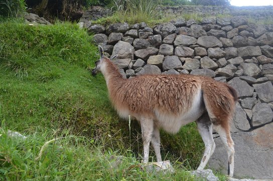 ラマ　マチュピチュ