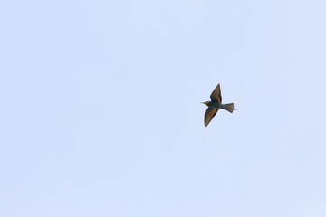 raptor