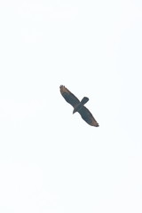 raptor