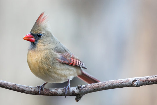 Colorful female cardinal (Cardinalis cardinalis) perched on a branch in December