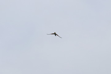 bee eater