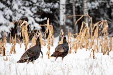Two wild turkeys in the snow next to corn stalks - obrazy, fototapety, plakaty