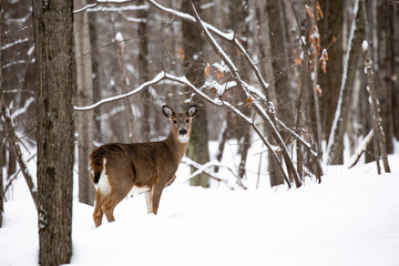 Female whitetail deer in mid December snow