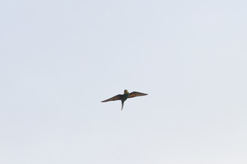 bee eater