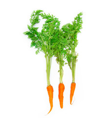 fresh carrots isolated on a white background. Bunch of baby carrots isolated on white background.