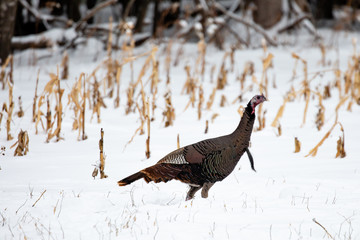 Wild turkey in the snow next to corn stalks - obrazy, fototapety, plakaty