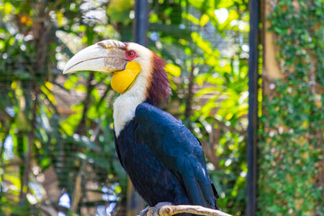 Colorful Wreathed Hornbill Bird sitting on the branch at Bali Bird Park, Bali sland, Indonesia