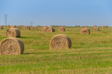 hay rolls in field after harvesting. Agricultural pasture on summer day. Preparation of feed for cattle