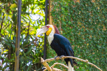 Colorful Wreathed Hornbill Bird sitting on the branch at Bali Bird Park, Bali sland, Indonesia