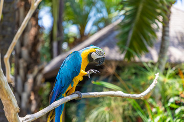 One yellow blue macaw (Ara ararauna) sitting on a branch. A beautiful parrot in the Bali Bird Park near Ubud, Bali, Indonesia.