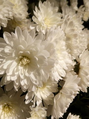 Fototapeta na wymiar White chrysanthemums at the cottage in autumn under the sun