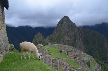 マチュピチュ 風景 ラマ