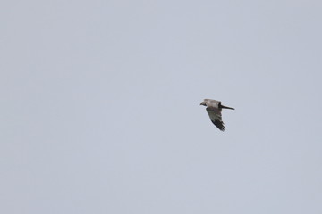 marsh harrier