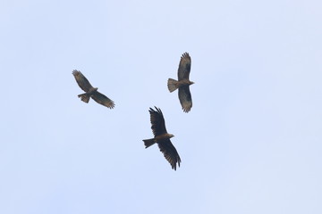 black kite