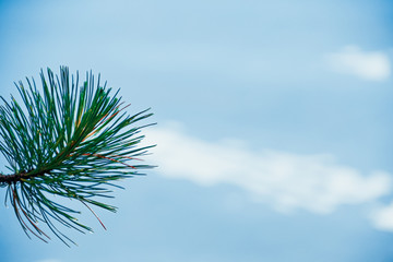 Naklejka premium Pine branches on blue lake. Coniferous forest on shore of turquoise sea