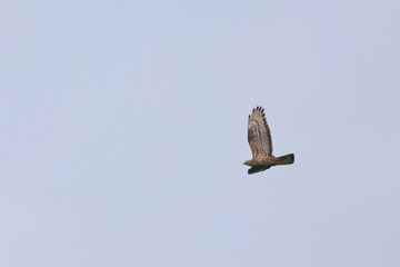 honey buzzard