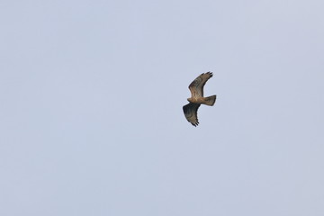 honey buzzard