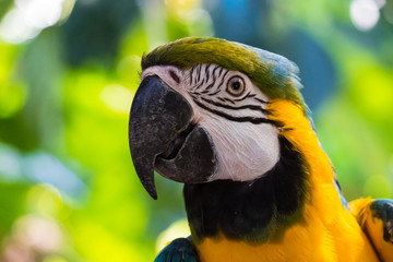 colorful parrot
