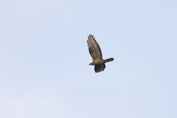 honey buzzard