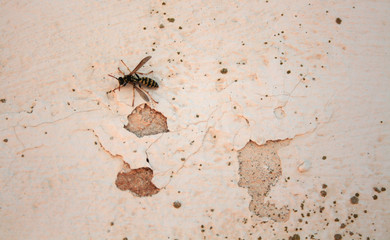 WASP ON THE WALL