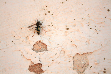 WASP ON THE WALL TEXTURE