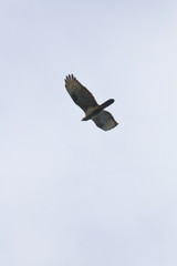 honey buzzard