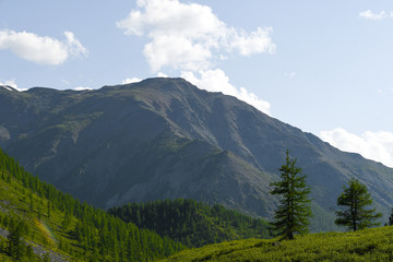 Pine forest on background of mountain peaks. Tourism in mountain valley