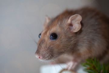 Cute brown rat close up. Symbol of the new year 2020.