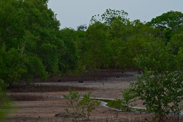 sandbank at low tide in a tropical mangrove forest 