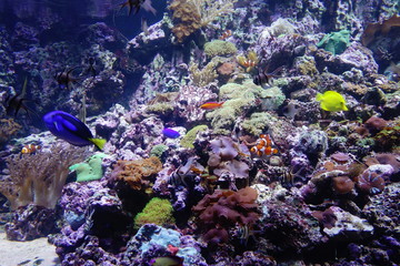 Fototapeta na wymiar Coral reef in aquarium