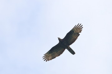 honey buzzard