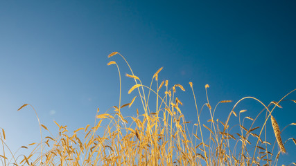 wheat spica in a wheat field against the blue sky when the harvest is ripe, agricultural background