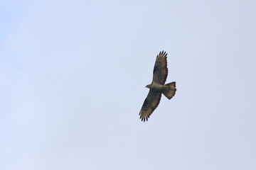 honey buzzard